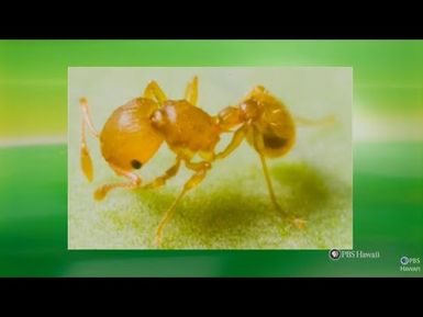 "Little Fire Ants" by Mililani Middle School | HIKI NŌ 605 | PBS HAWAIʻI
