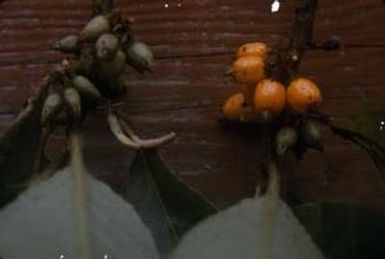 [Cyanea pilosa close-up from Kulani Correctional Facility, United States]