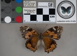 Vanessa tameamea (Escholtz, 1821)