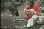 Cassowary being fed by Susan Pflanz-Cook