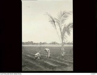 NEW GUINEA. 1943-12-22. WARRANT OFFICER J. LESLIE, FORMERLY OF WAU, NEW GUINEA, WHO IS IN CHARGE OF THE FARM, DISCUSSING TOMATOES WITH A RAAF OFFICER