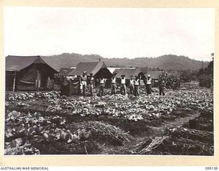 LAE, NEW GUINEA. 1945-11-3. THE GARDENS AT 20 PRISONER OF WAR CAMP, LAE, WITH TENTS USED BY THE OCCUPANTS IN THE BACKGROUND. CONSIDERABLE QUANTITIES OF VEGETABLES HAVE BEEN GROWN BY THESE FORMOSANS
