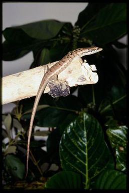 Epibator nigrofasciolatus