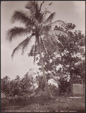Boy climbing a coconut tree in Mota, Banks Islands, 1906 / J.W. Beattie