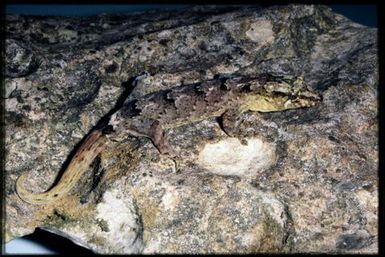 Bavayia aff. cyclura 'Koumac Caves'