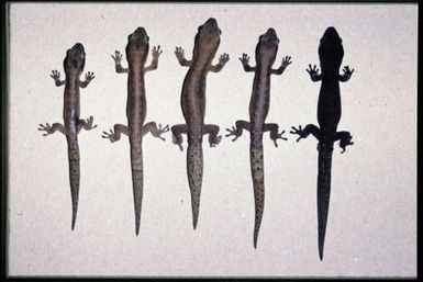 5 specimens (dorsal)
