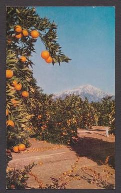 [Postcard of Orange Groves, San Bernardino, California, November 13, 1955]