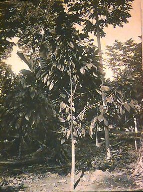 Cocoa Tree