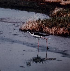 [Hawaiian stilt shorebird from Hawaii, United States]