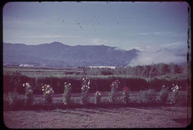 Looking across the valley from our front door with flowering bushes in foreground : Minj Station, Wahgi Valley, Papua New Guinea, 1954 / Terence and Margaret Spencer