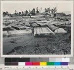 Redwood Region. Ripped halves of redwood logs in pond of Coast Redwood Company near Samoa, California. Halves up to and over 70" across. E.F. 9-30-50