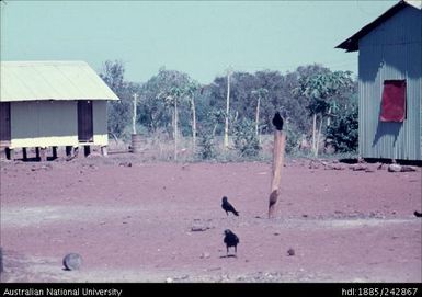 Birds at indigenous homestead