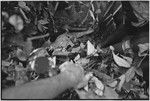 Pig festival, uprooting cordyline ritual, Tsembaga: cassowary, food associated with spirits of high ground, is placed in elevated oven to be cooked