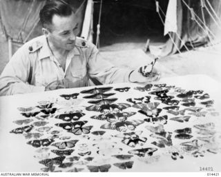 1943-03-15. NEW GUINEA. IN HIS SPARE TIME MAJOR H.E. ROWE AN ARMY DENTIST IN NEW GUINEA HAS SECURED A SPLENDID COLLECTION OF NEW GUINEA BUTTERFLIES. THE LARGEST BUTTERFLY IN THE MAJOR'S COLLECTION ..