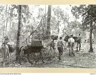 PAPUA, NEW GUINEA. 1942-08. MUCH OF THE SUPPLIES FOR THE FORWARD AREA IN NEW GUINEA WHERE THE COUNTRY IS INACCESSIBLE TO WHEELED TRANSPORT, IS TAKEN FORWARD BY MULE PACK TEAMS WHICH ARE OPERATED BY ..