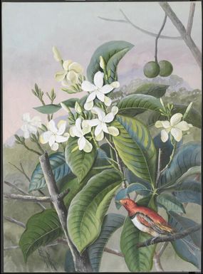 Flowers, fruit and bird, Papua New Guinea, ca. 1919 / Ellis Rowan