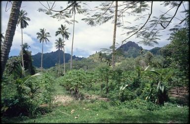 Landscape of vegetation