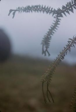 [Unidentified plant close-up in Puʻu Kukui, Hawaii]