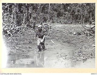 TOROKINA, BOUGAINVILLE, 1945-08-02. A SOLDIER WALKING THROUGH A SWAMP WHICH TANKS WILL ATTEMPT TO CROSS. THE M24 GENERAL CHAFFEE LIGHT TANK IS TAKING PART IN TRIALS CONDUCTED FOR THE WAR OFFICE