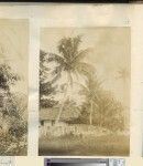 Man climbing coconut tree, Anatom, ca.1890