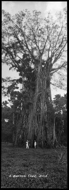 `A banyan tree, "Apia"'