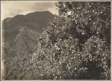 Views around Dilava [tree in front of mountains, Papua New Guinea] Frank Hurley