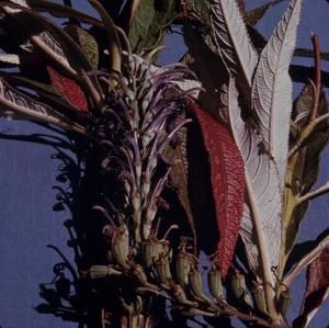 [Lobelia hypoleuca close-up from Mount Kaʻala, United States] BRIT-A-AR003-012-02-033