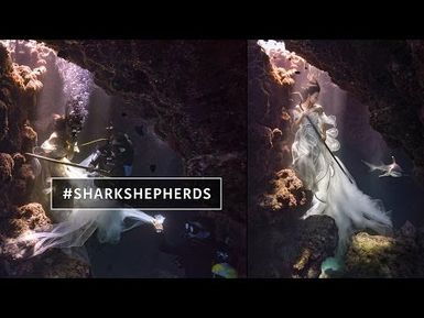 Shark Shepherd Photoshoot