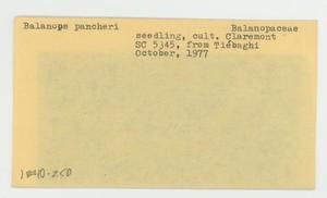 [Balanops pancheri in New Caledonia, envelope IE40-250]
