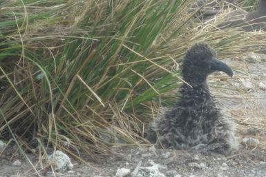 Short-tailed Albatross Chick Survives Major Storm