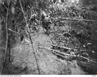 ORODUBI, NEW GUINEA. 1943-07-29. MEMBERS OF 2/3RD AUSTRALIAN INDEPENDENT COMPANY MOVE CAUTIOUSLY FORWARD WHILE UNDER FIRE DURING THE ATTACK ON "TIMBERED KNOLL". (FILM STILL)