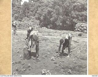 12 MILE, LALOKI RIVER, NEW GUINEA. 1943-11-15. NATIVE LABOURERS, EMPLOYED BY THE 3RD AUSTRALIAN FARM COMPANY, AUSTRALIAN ARMY SERVICE CORPS, WEEDING AND PLANTING TOMATOES