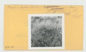 Styphelia in Hawaii, envelope IE32-150]