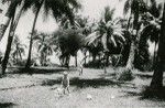 Missionary children on the "missionary hill" in Hermon, Tahiti