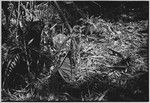 Pig festival, uprooting cordyline ritual, Tsembaga: in ancestral shrine, bundle (center) containing pandanus fruit, netbags (left) contain shell valuables