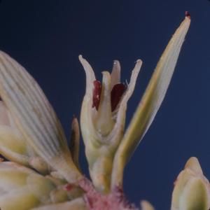 [Leptecophylla tameiameiae cross-section from Waimea Canyon, United States]