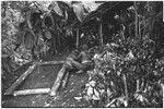 Pig festival, pig sacrifice, Tsembaga: in ancestral shrine, man trusses a pig, above ground oven at right