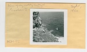 [Blue-gray noddy in Hawaii, envelope IE29-122]