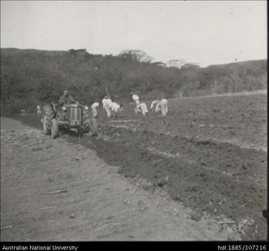 Farmers cultivating cane crop