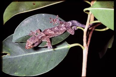 Gecko sp.