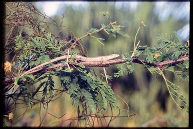 Skink sp.