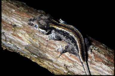 Rhacodactylus auriculatus