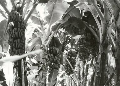 Pacific Islands - Cook Islands - Rarotonga - Agriculture