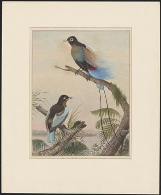 Rudolph bird of paradise / N. Cayley, 1892