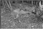 Cassowary chick, being fed