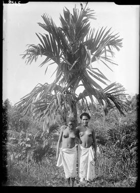 Areca Palm Tree