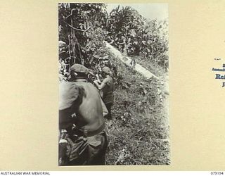 BOUGAINVILLE ISLAND. 1945-02-17. PIONEERS OF THE 9TH INFANTRY BATTALION MANHANDLING LARGE LOGS WITH DRAG ROPES DURING THE REBUILDING OF A BRIDGE ACROSS A MOUNTAIN STREAM NEAR MOSIGETTA