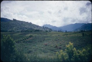 Typical sweet potato patch, staple food of the natives : Wahgi Valley, Papua New Guinea, 1954 / Terence and Margaret Spencer