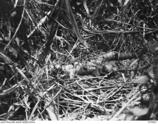 BOUGAINVILLE, SOLOMON ISLAND. 1945-03-28. THE BODY OF A JAPANESE SOLDIER WHO HAD COMMITTED SUICIDE (USING A GRENADE AGAINST HIS STOMACH) AFTER UNSUCCESSFULLY ATTEMPTING TO DESTROY A 25 POUNDER GUN ..