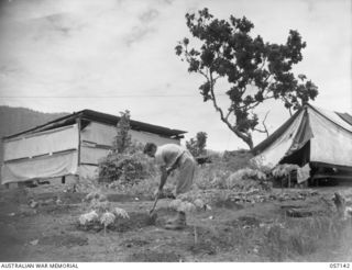 SEVENTEEN MILE, NEW GUINEA. 1943-09-23. QX39507 CORPORAL R. J. MCKINNEY OF THE 2/1ST AUSTRALIAN ARMY TOPOGRAPHICAL SURVEY COMPANY AT WORK IN THE VEGETABLE GARDEN NEAR HIS TENT